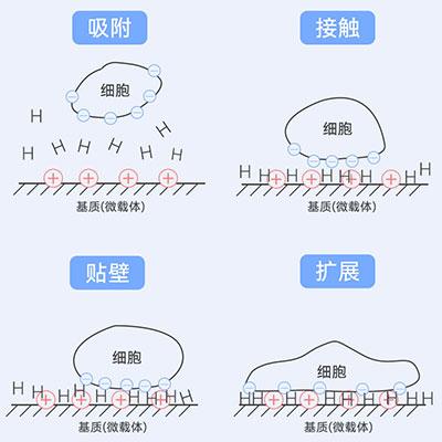 贴壁原理图解 贴壁原理图解